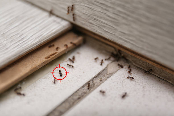 Best Wildlife Control Services  in Mansura, LA