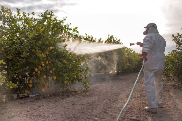Best Insect Control  in Mansura, LA