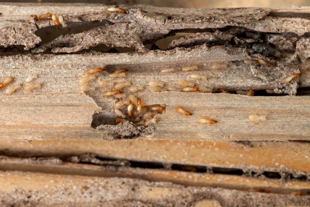 Best Affordable Pest Control Services  in Mansura, LA