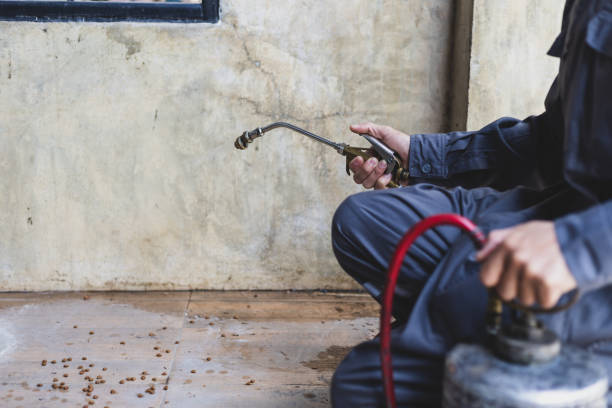 Best Local Pest Control Services  in Mansura, LA